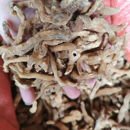 商南县 黄精