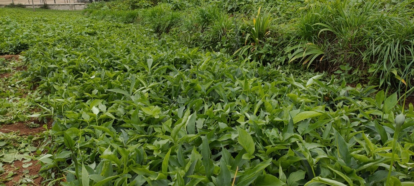 半夏種子 貴州半夏種植基地,常年出售野培植一代 二代 三代種子