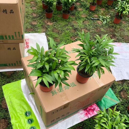 漳平市 竹柏