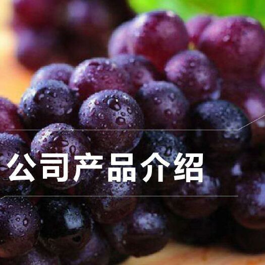商丘 现摘葡萄一口香 两口赞 三口忘不了天然葡萄没打药