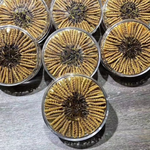 康定市 冬虫夏草  虫草  自挖自销