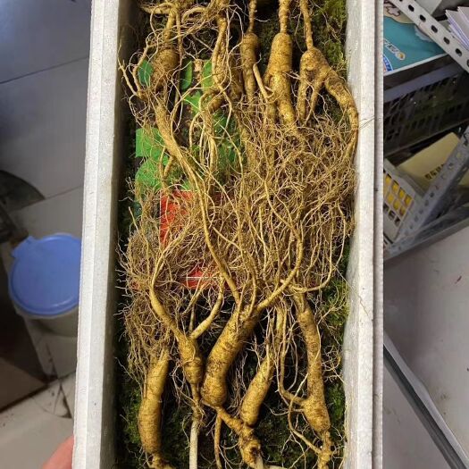 林下参 19年参龄，18----28克