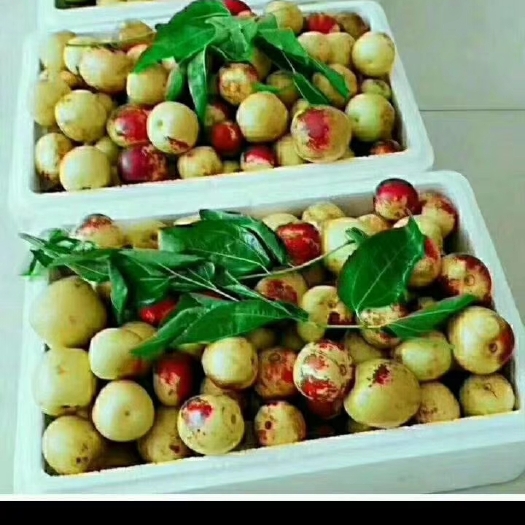 滨州 冬枣批发，一手货源，自己一千亩种植基地。