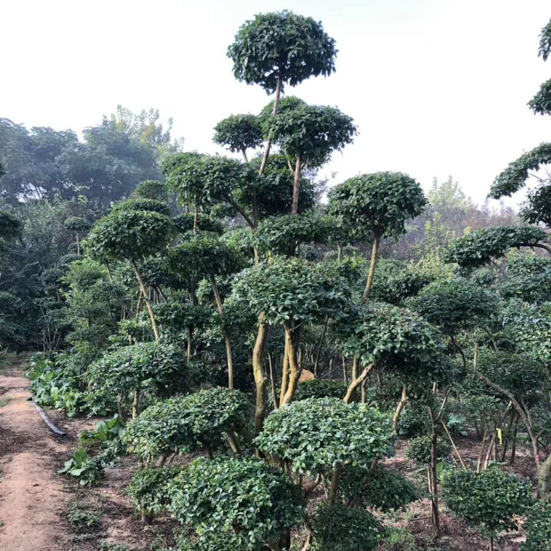 出售小葉女貞造型樹自產自銷大量現貨大小規格齊全