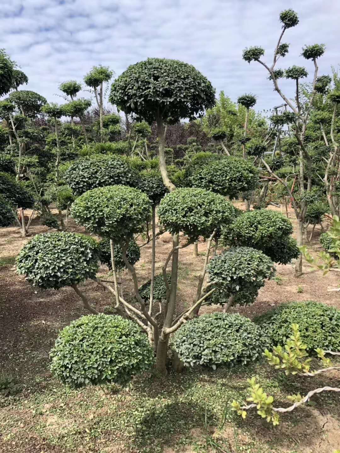  大量供应小叶女贞造型树、枝叶饱满、2棵起批、自产自销