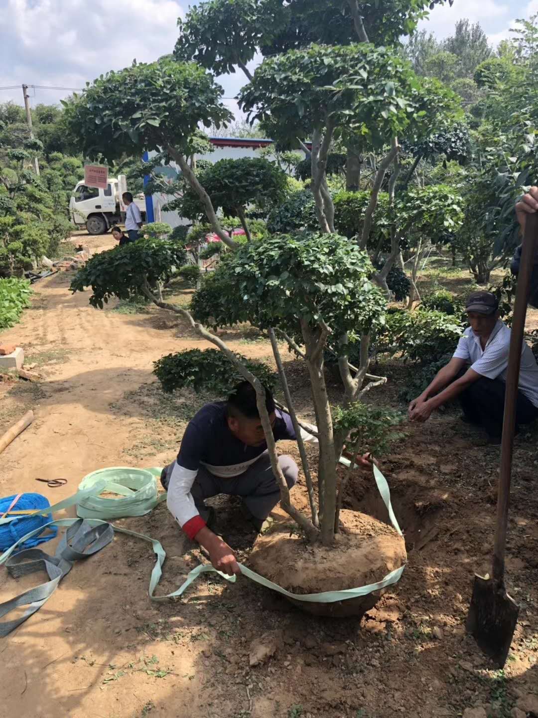  大量供应小叶女贞造型树、枝叶饱满、2棵起批、自产自销