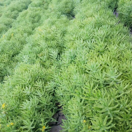 开封 佛甲草