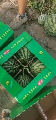 太和县美都西瓜 精品美都质量皮毛好