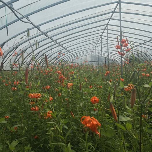 哈尔滨百合花 现有30000株百合，价格优惠