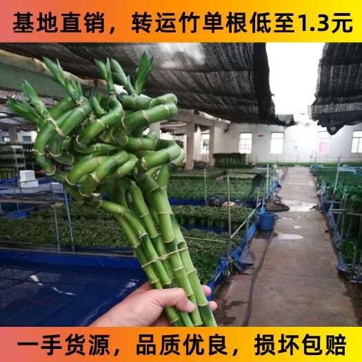 湛江 富贵竹转运竹直竹60公分至90公分基地直供损坏包赔