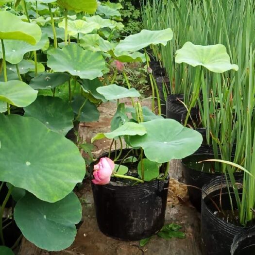 安新县 精品荷花盆栽