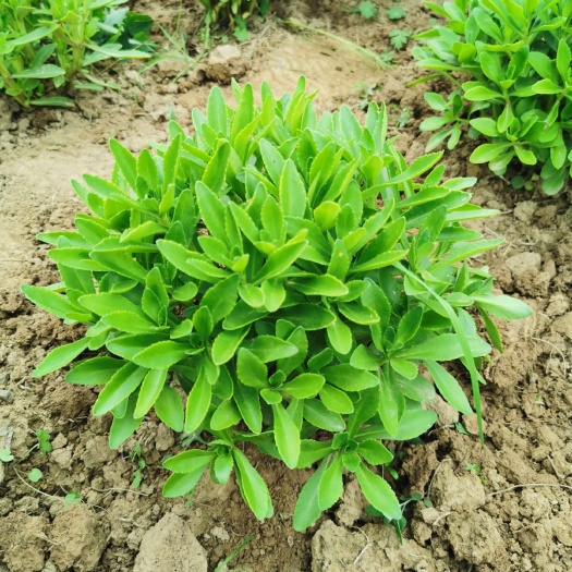 临洮县宽叶费菜 高钙养心菜，药食同源生