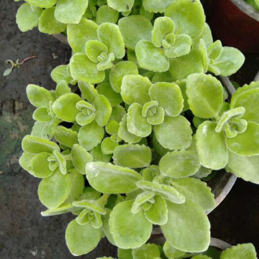 青州市碰碰香多肉盆栽苗一抹香香驱蚊宠物植物水培植物老桩带香味