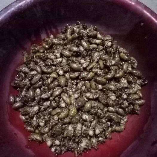 灵宝市 杜仲茶园金蝉知了猴