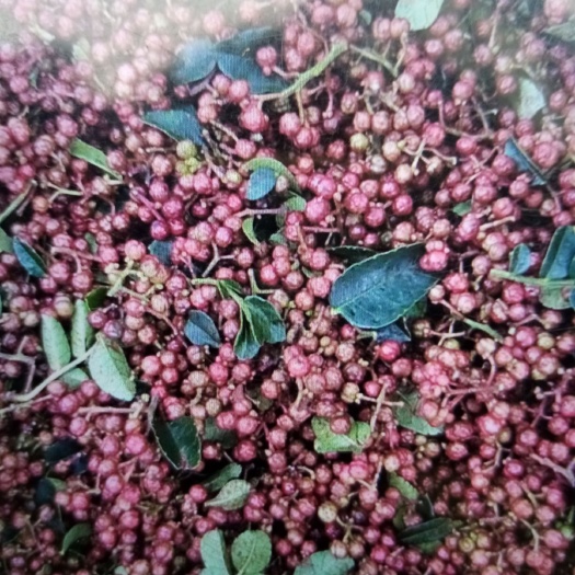威宁县红花椒  鲜活花椒，油质好，又麻又香，调味中精品