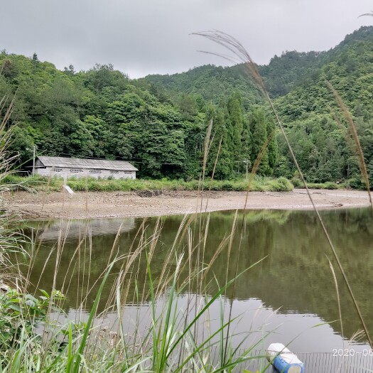 文成县 水库生态养殖麻鸭