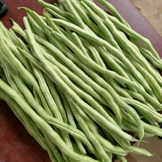 太白县架豆王豆角  太白县架豆王大量上市