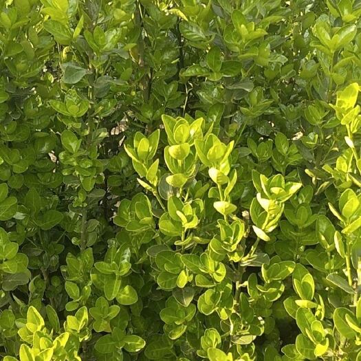 沈丘县 出售大量各种规格北海道黄杨
