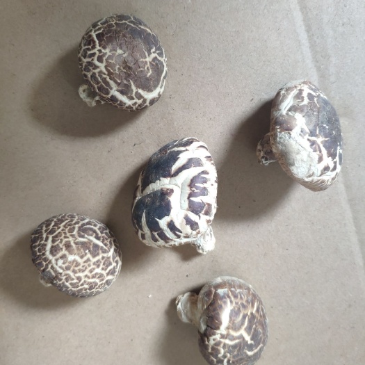 泌阳花菇5-7米花菇批发零售支持代打