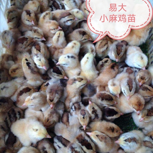 南宁小麻鸡苗，清远麻鸡苗