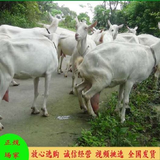 郓城县萨能奶山羊头胎二胎母羊羔羊种公羊视频挑选全国发货诚信经营