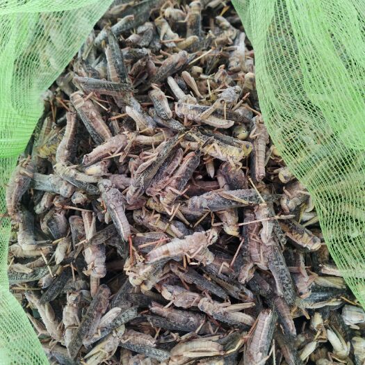 辛集市冻体带籽大蚂蚱 无冰 无杂质 个大体肥 油炸口感香酥
