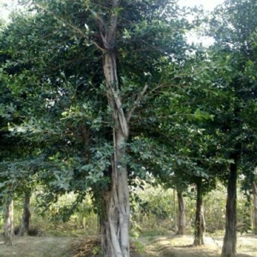 莆田大榕树 3.5米~5米 20公分以上 20公分以上 3米以上