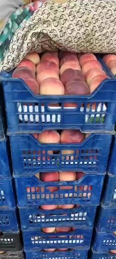 乐亭县 大量毛桃油桃上市