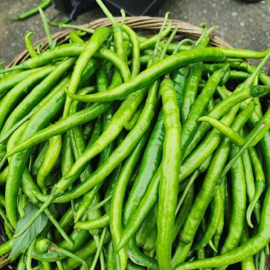 重庆市 二荆条辣椒