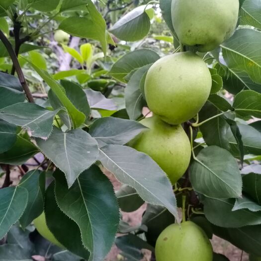 阳信县 早酥梨