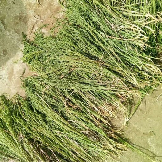 随县 百蕊草 百蕊草种子