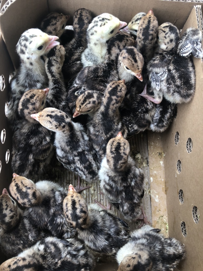  优质贝蒂娜火鸡苗 青铜火鸡苗包打疫苗质量保证包运输损耗