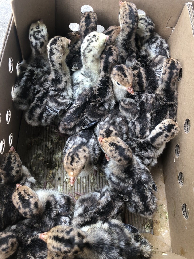  优质贝蒂娜火鸡苗 青铜火鸡苗包打疫苗质量保证包运输损耗