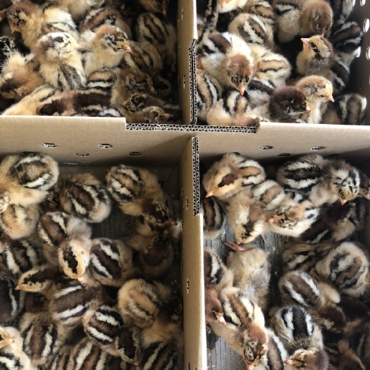 南宁快大型良凤花鸡苗，质量保证包打疫苗 包运输损耗！