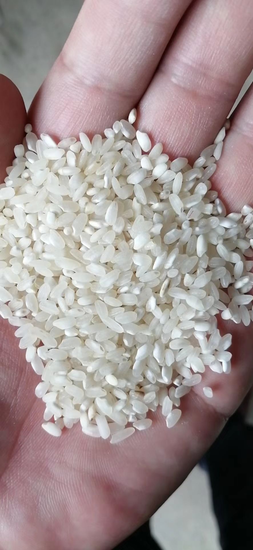 益阳糙米  贵潮专业制作米粉米线米皮米糕米豆腐，等米制品深加工，