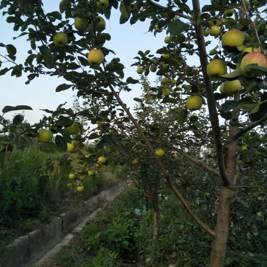 临猗县 青苹果当季苹果新鲜现摘现发