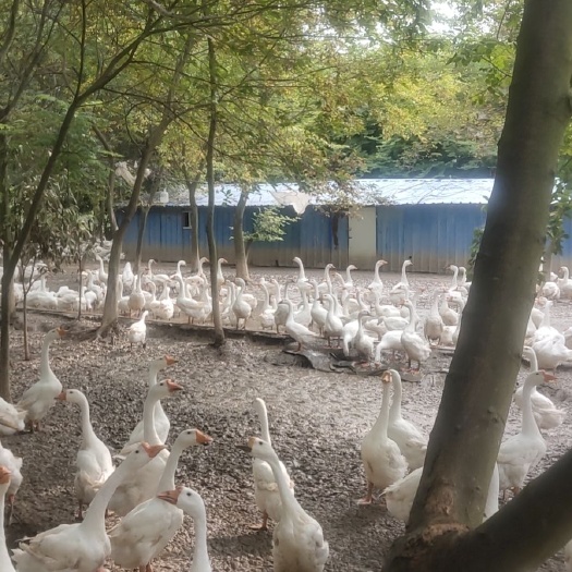 淮安 林地半放养浙东鹅