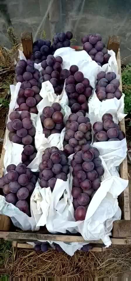 深泽县乒乓球葡萄 露天乒乓球大量上市 要的速连！
