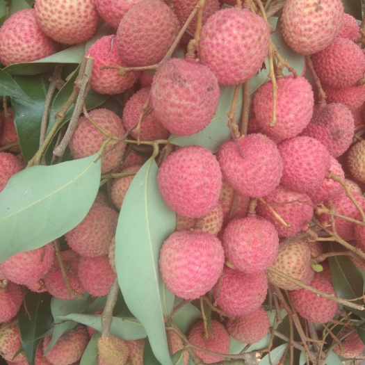 泸州合江荔枝 2cm