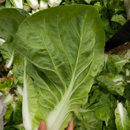 祥云县蔬菜大棚 优质夏黄白，基地蔬菜，紧急售卖，可大量供货