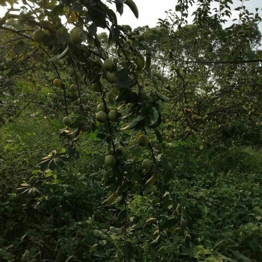 柳城县 老家农村种的青花梨，又大又甜，熟了，希望有老板到地里收购。