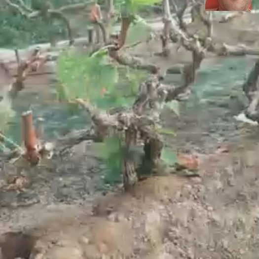 保定维多利亚葡萄苗