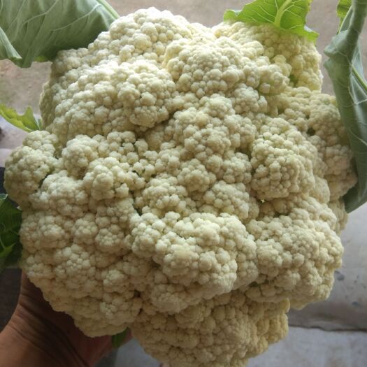 开封白花菜花  有机花菜大量供应好货不断欢迎联系我