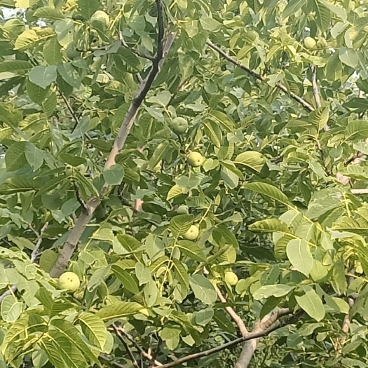 济南 大核桃，低价销售，自己种植。