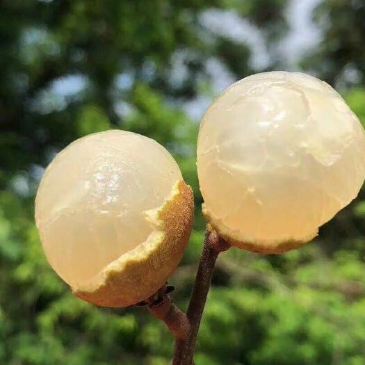 陆丰市 龙眼石硖储良古山