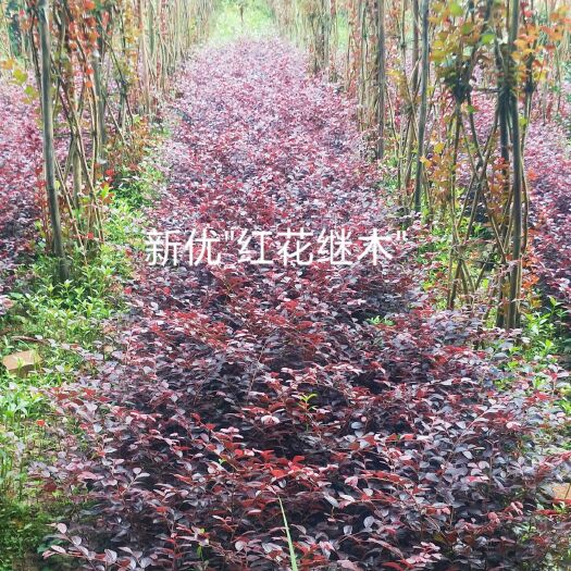 重庆市 红花继木地地苗、红花满天星溶器苗