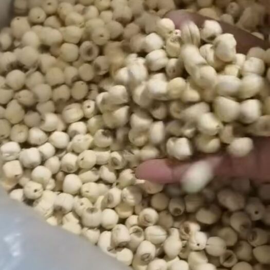 南城县 江西干白莲子，自己种植的，干净，吃了放心。通心白莲