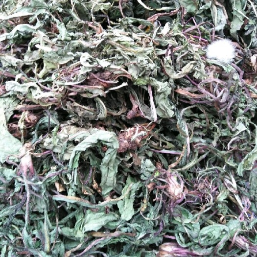 花草茶    蒲公英茶贵州中药材蒲公英