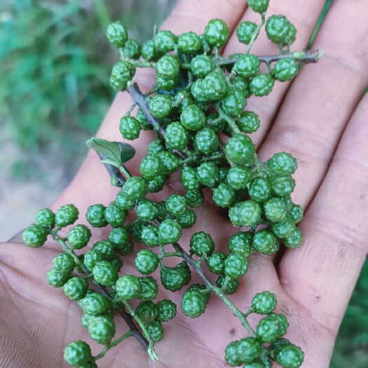 彝良县 云南昭通彝良自产青花椒，麻味十足，鲜花椒现摘现发支持视频验货