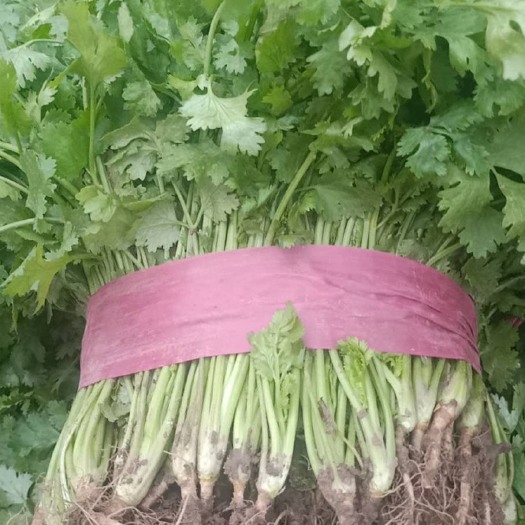 安阳大叶香菜 20~25cm